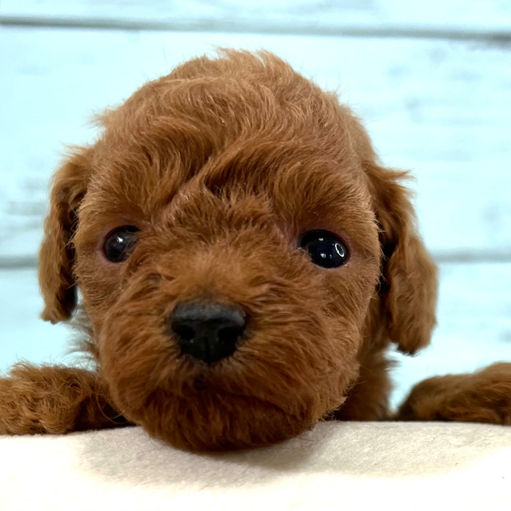 トイ・プードル