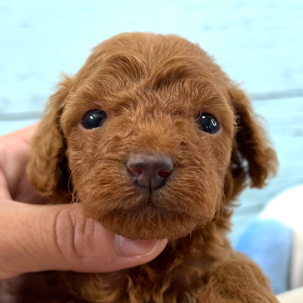 トイ・プードル