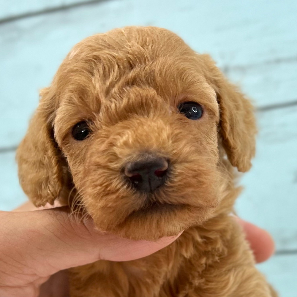 トイ・プードル