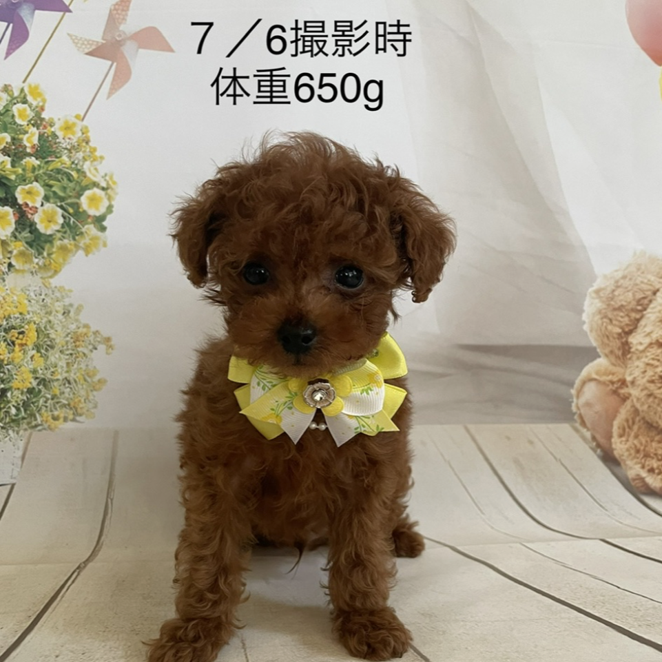 トイ・プードル