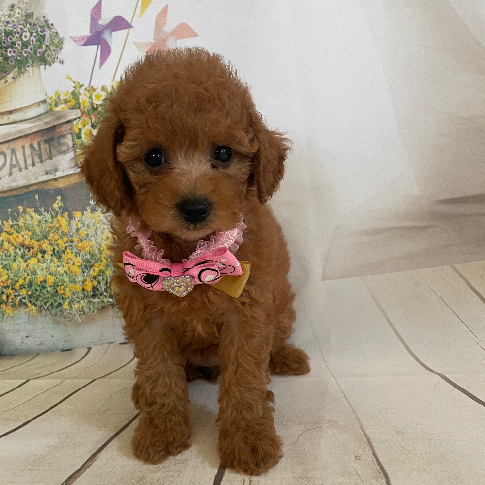 トイ・プードル