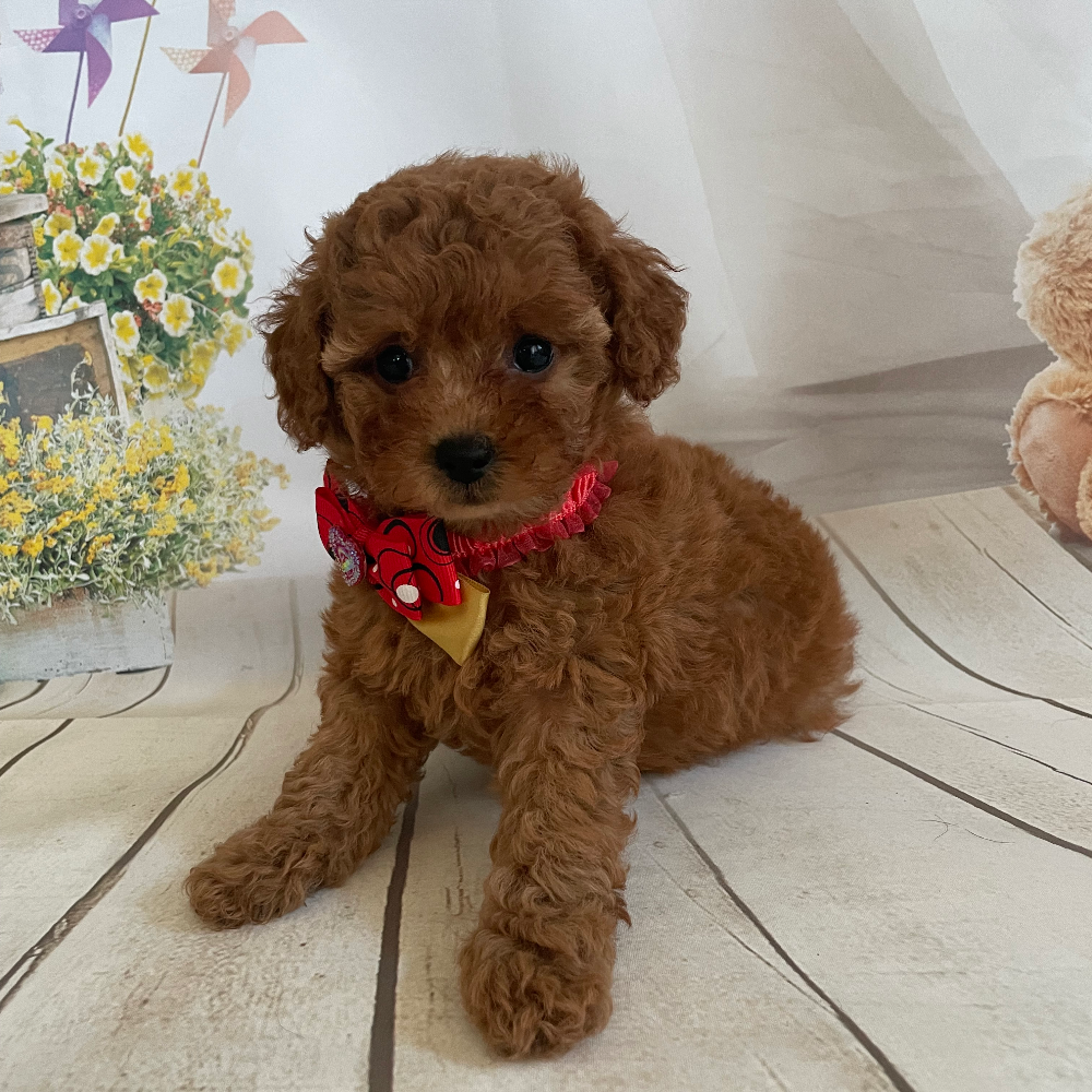 トイ・プードル