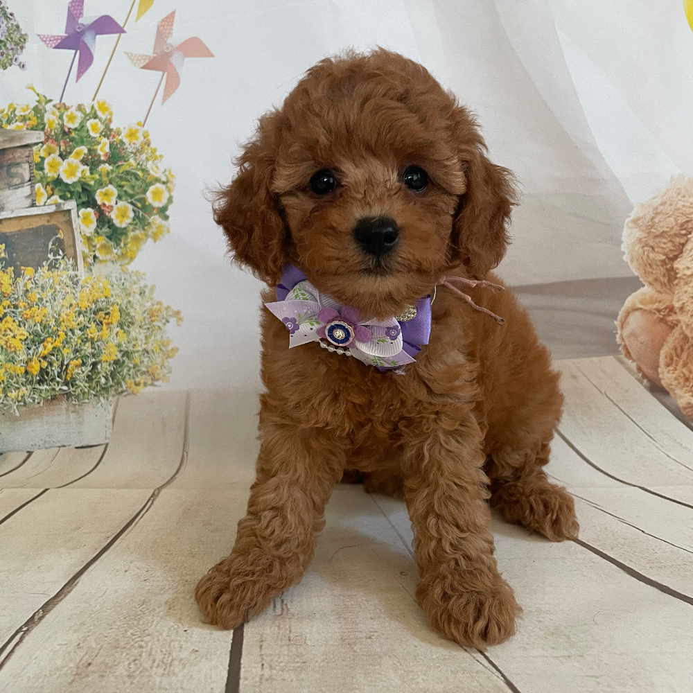 トイ・プードル