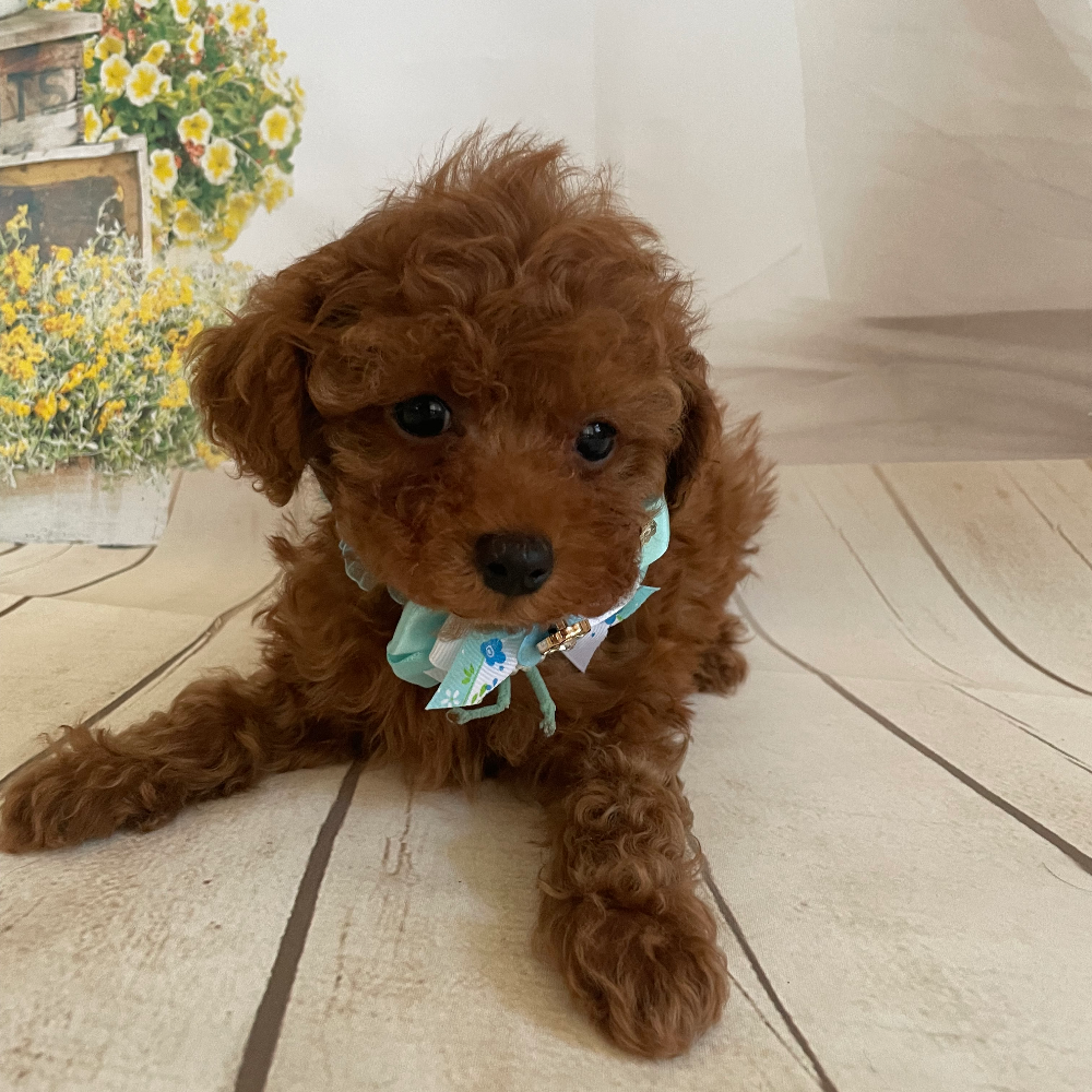 トイ・プードル