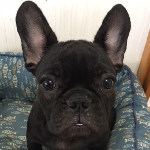 フレンチ・ブルドッグ