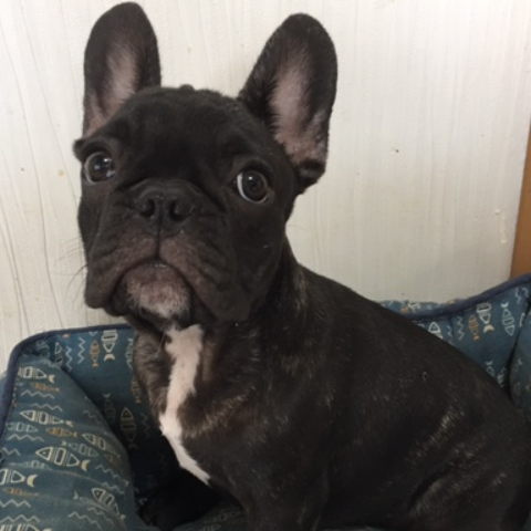 フレンチ・ブルドッグ