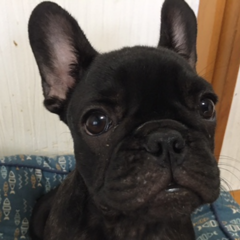 フレンチ・ブルドッグ