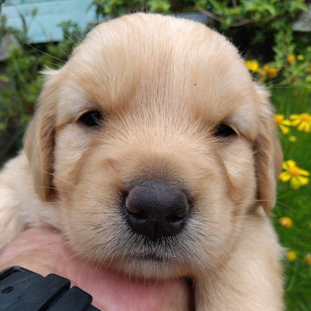 ゴールデン・レトリーバー