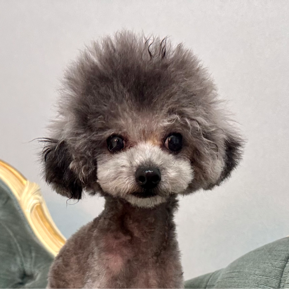 トイ・プードル