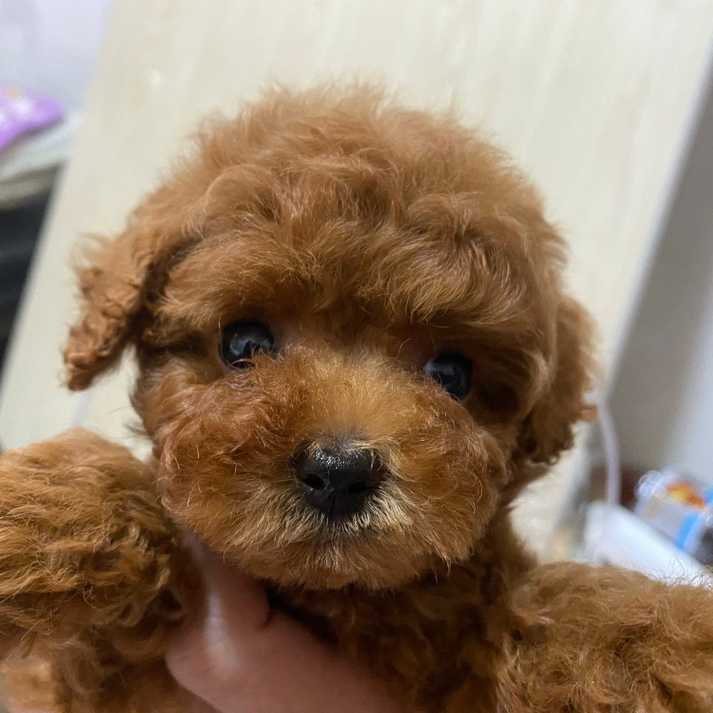 トイ・プードル