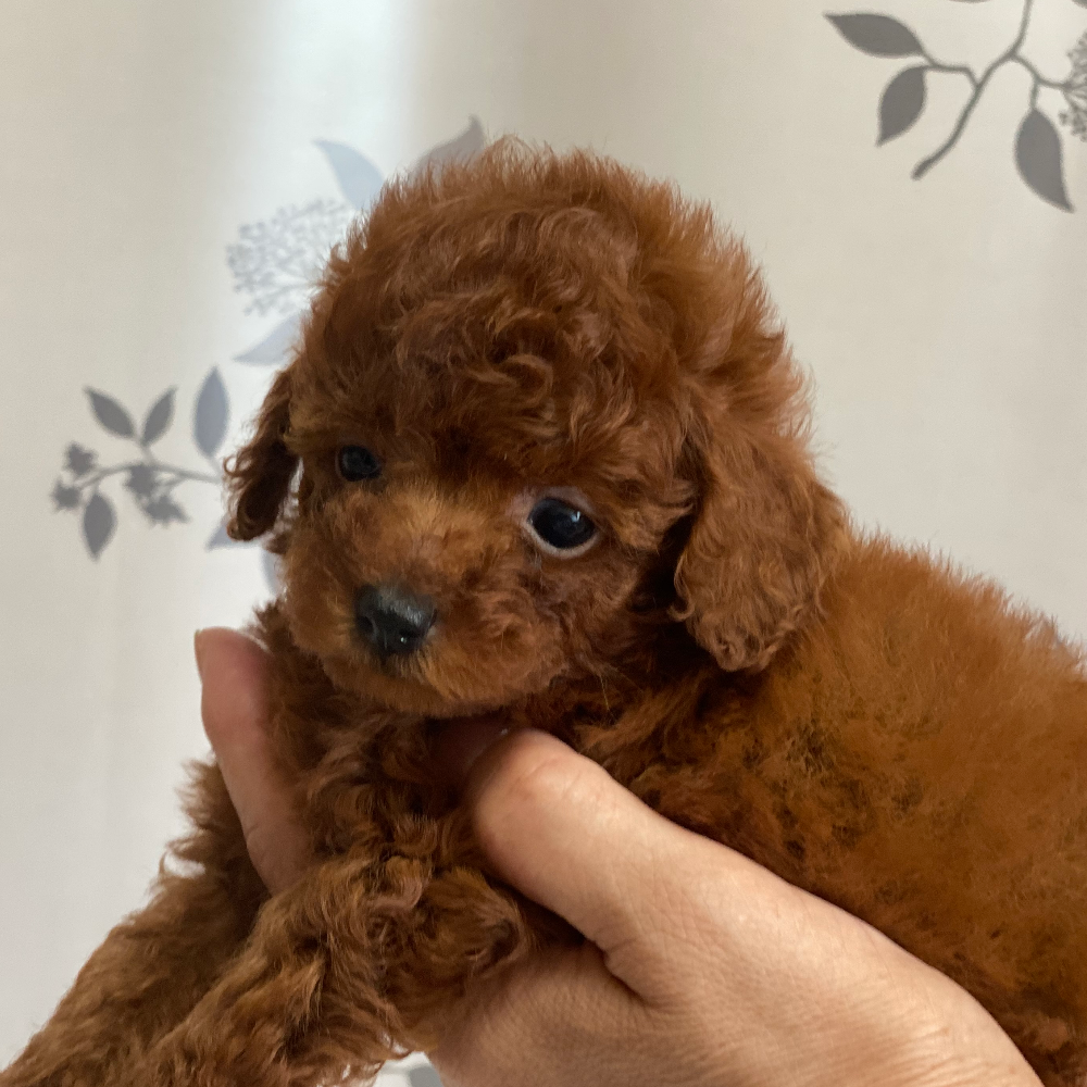 トイ・プードル