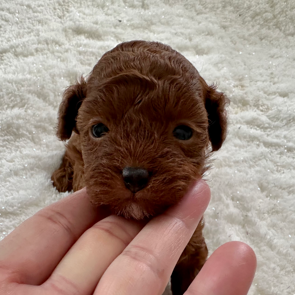 トイ・プードル