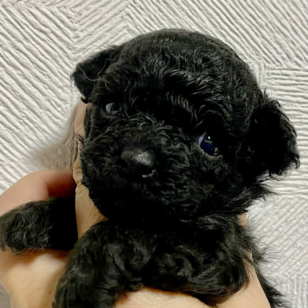 トイ・プードル