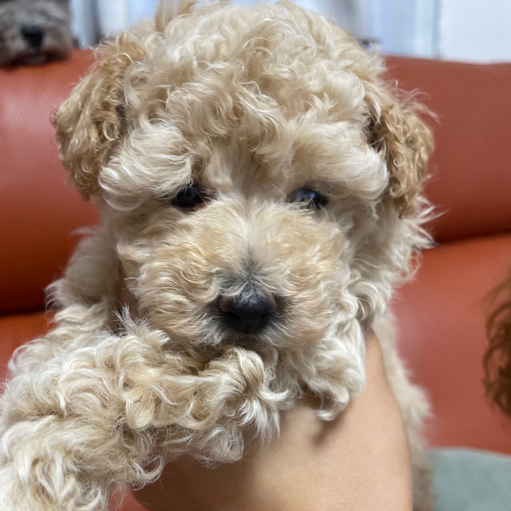 トイ・プードル