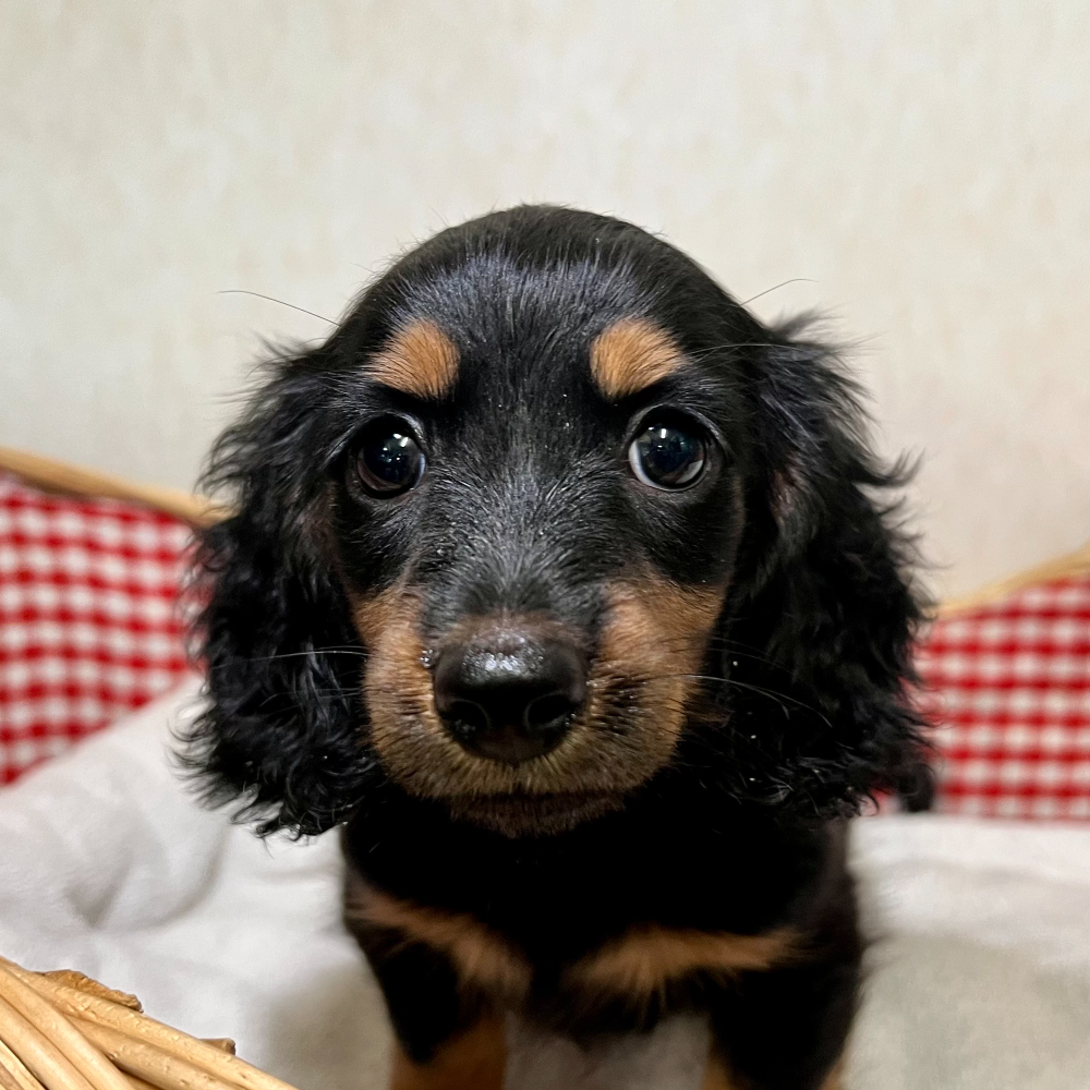 ミニチュア・ダックスフンド