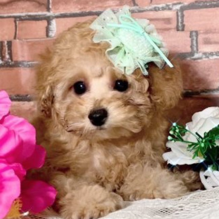 トイ・プードル