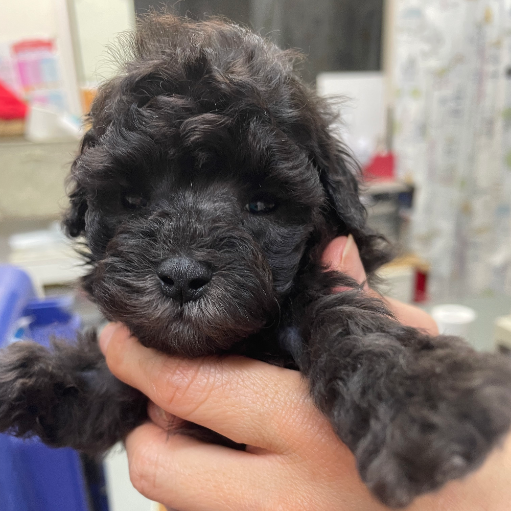 トイ・プードル