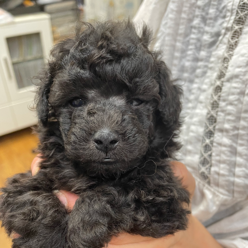 トイ・プードル