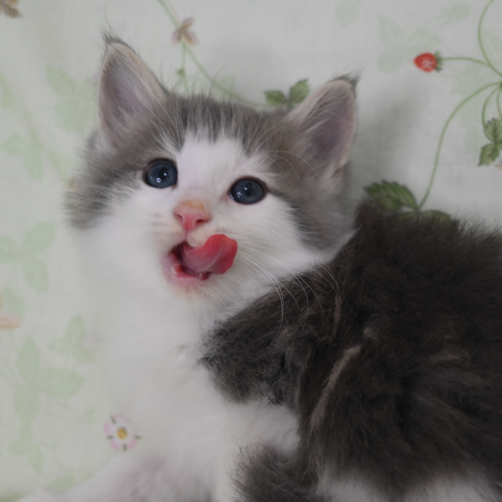 ノルウェジアン・フォレスト・キャット