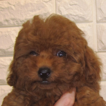 トイ・プードル