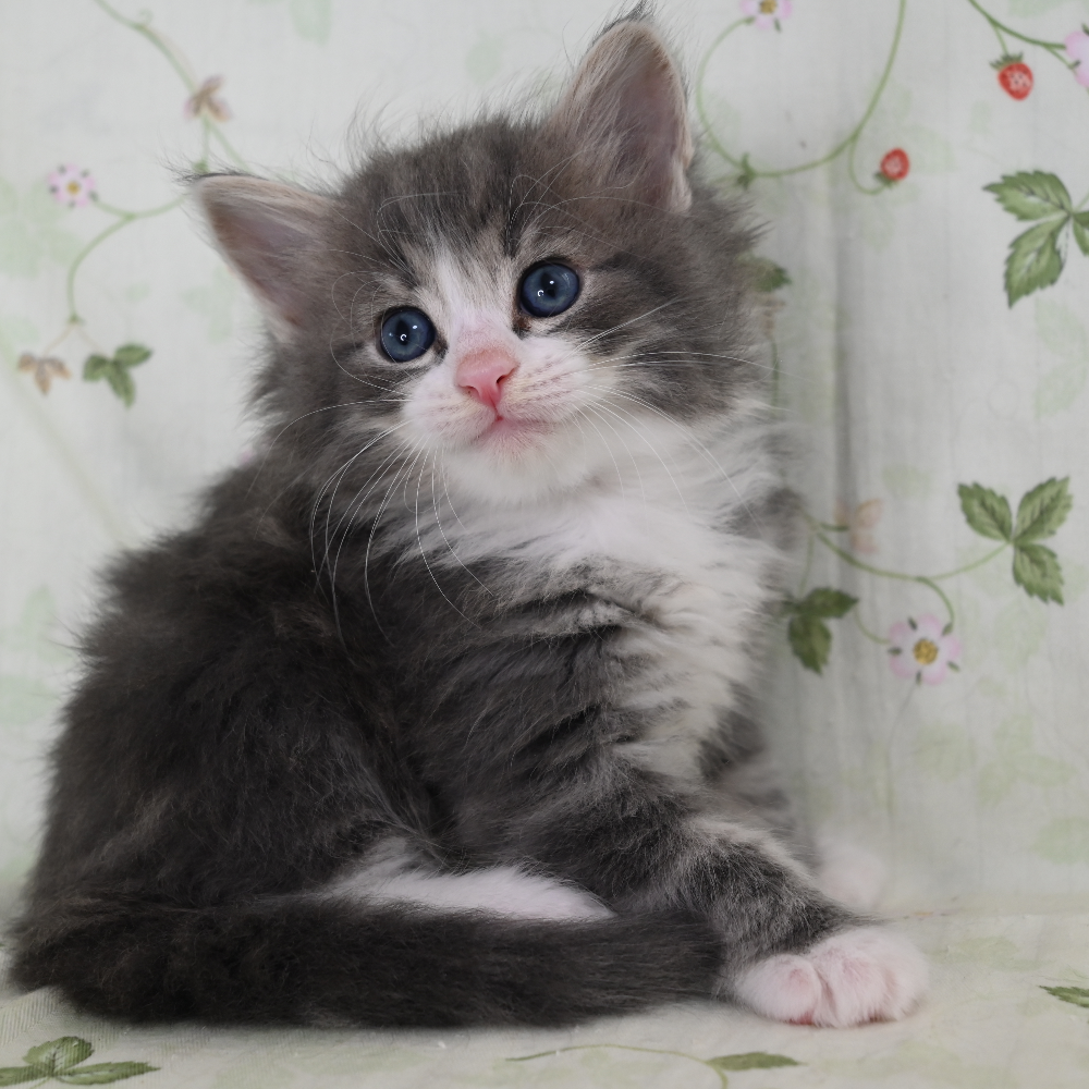 ノルウェジアン・フォレスト・キャット