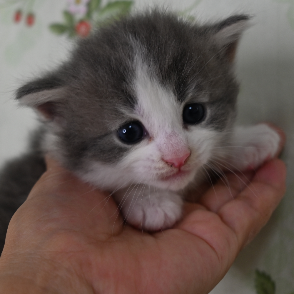 ノルウェジアン・フォレスト・キャット