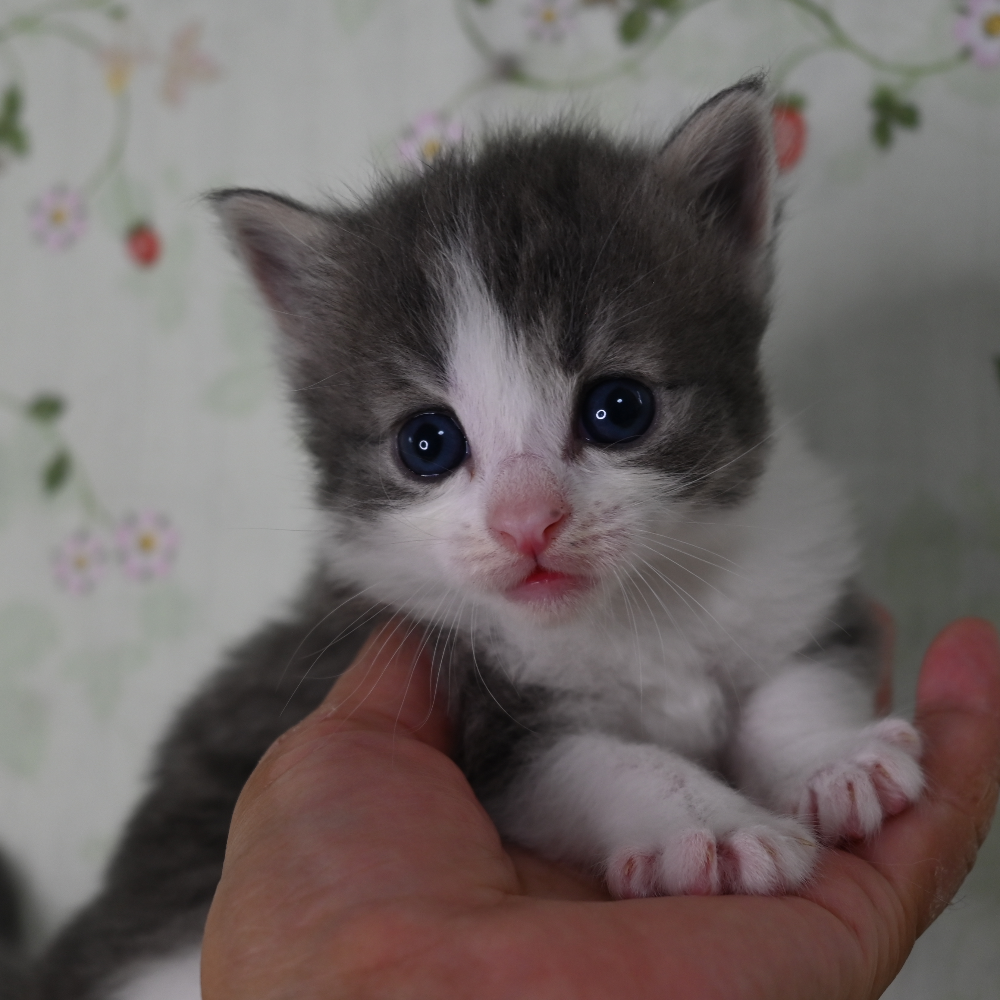 ノルウェジアン・フォレスト・キャット