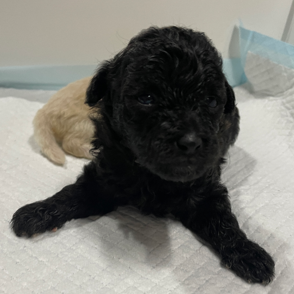 トイ・プードル