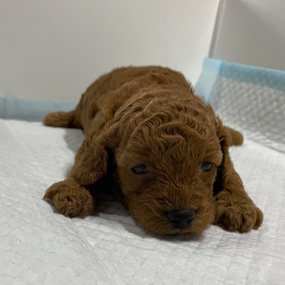 トイ・プードル