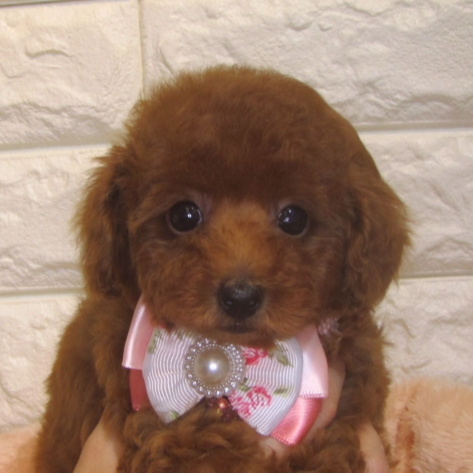 トイ・プードル