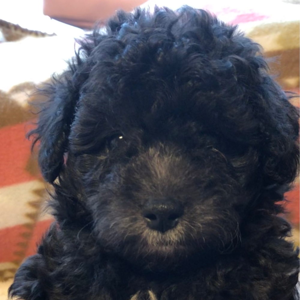 トイ・プードル