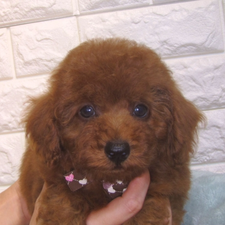 トイ・プードル