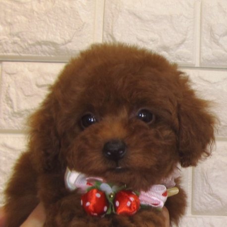 トイ・プードル