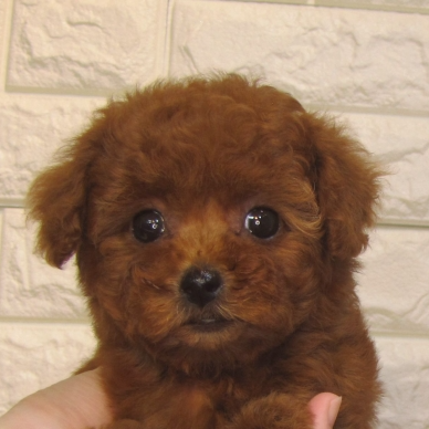 トイ・プードル