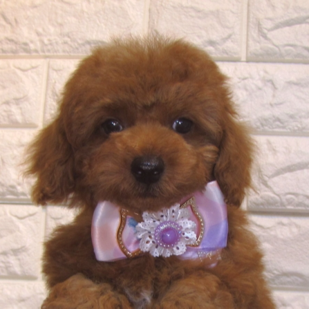 トイ・プードル