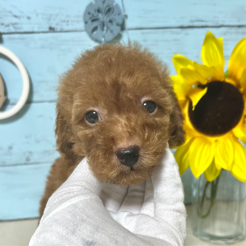 トイ・プードル