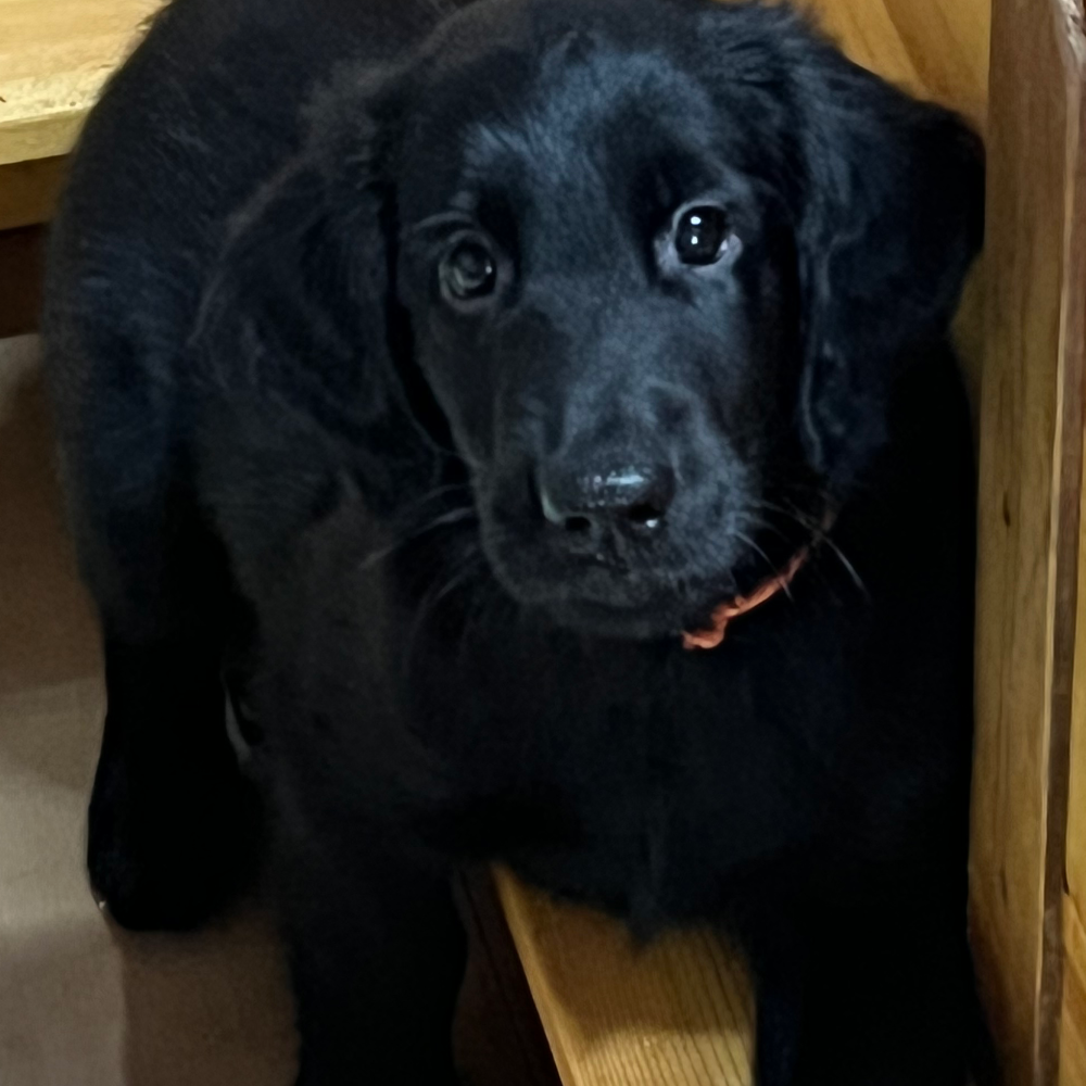 フラットコーテッド・レトリーバー