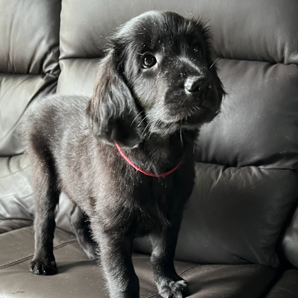 フラットコーテッド・レトリーバー