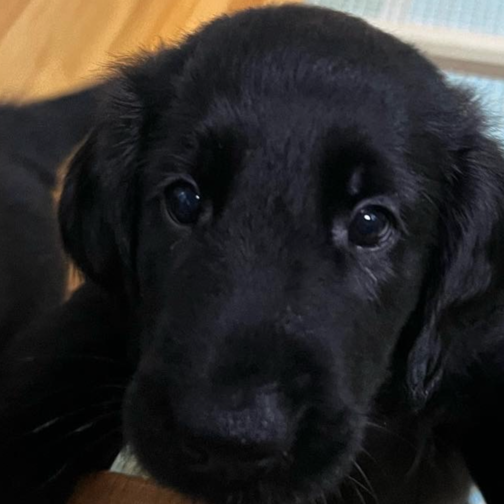 フラットコーテッド・レトリーバー