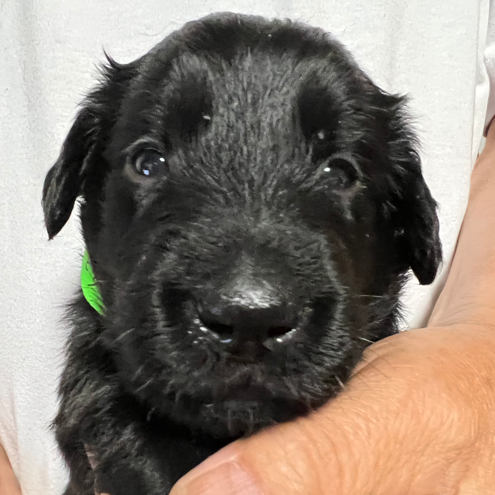 フラットコーテッド・レトリーバー