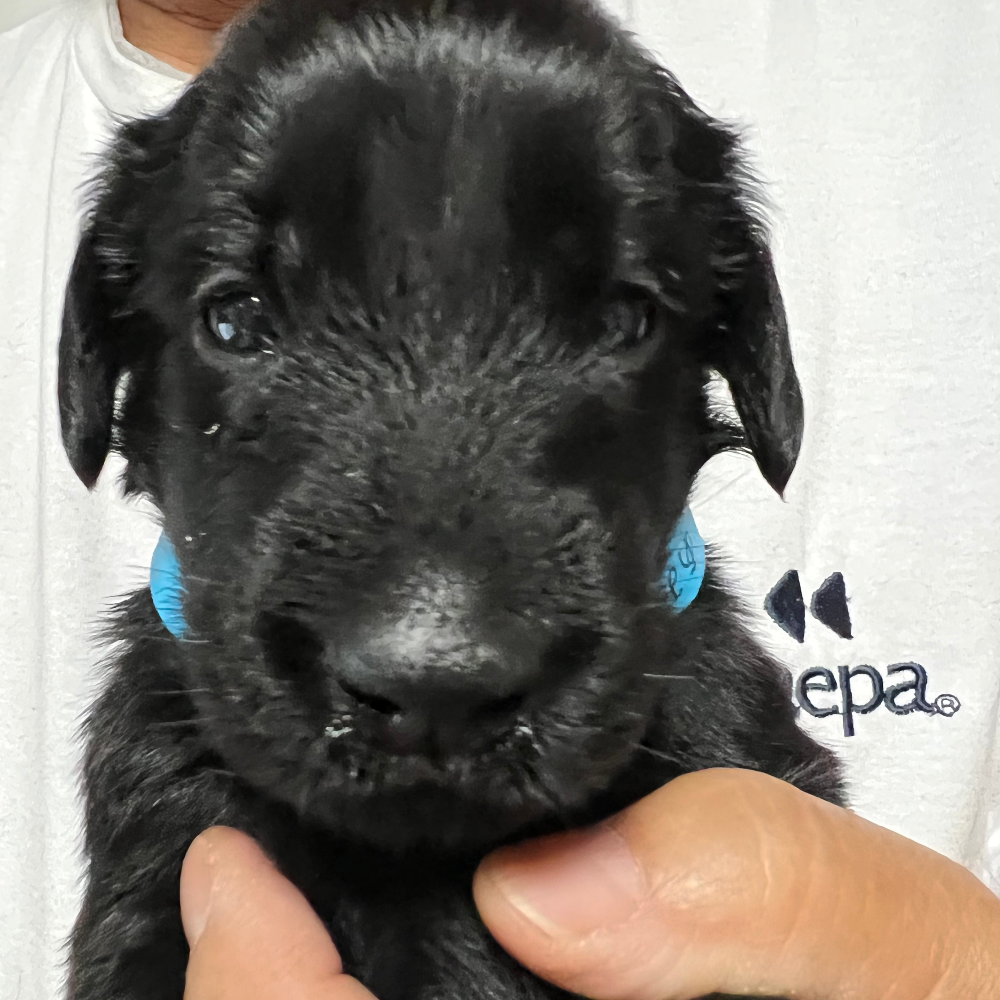 フラットコーテッド・レトリーバー