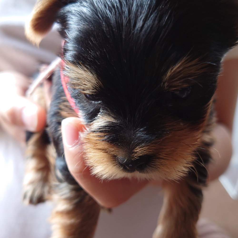 ヨークシャー・テリア