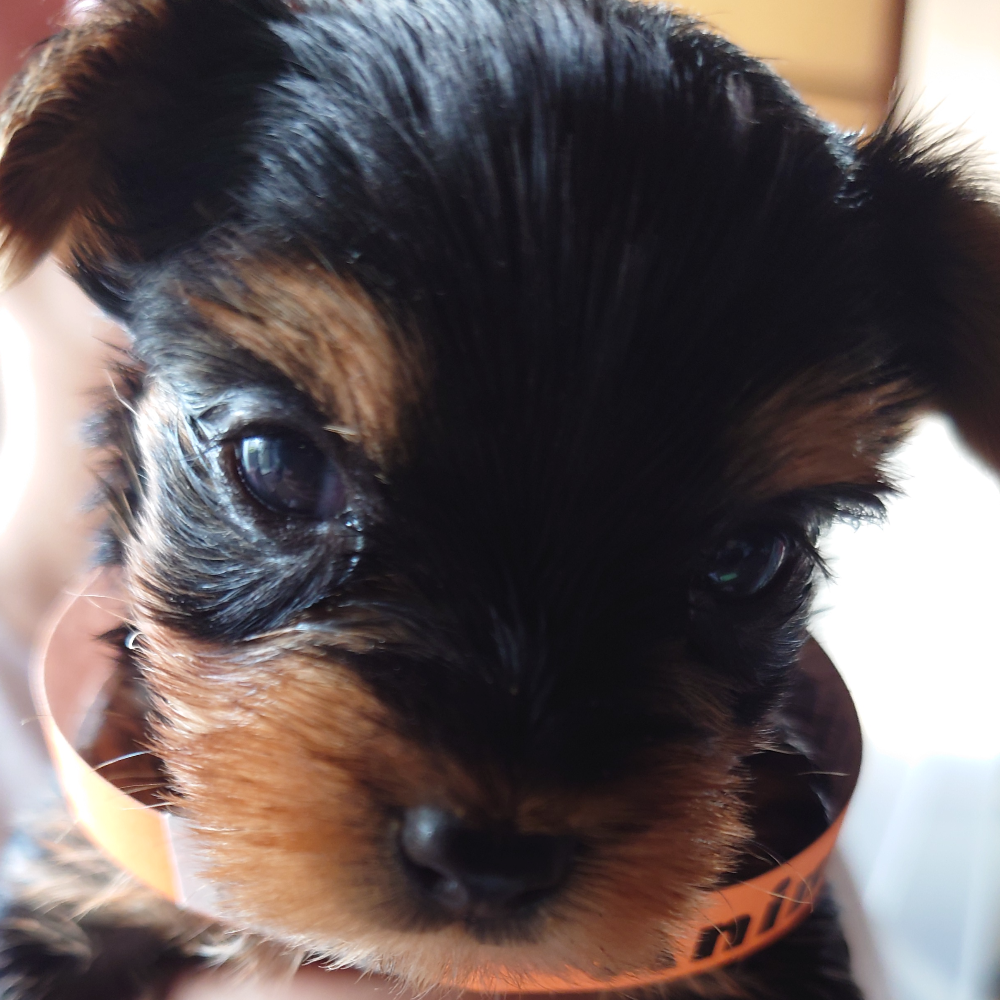 ヨークシャー・テリア