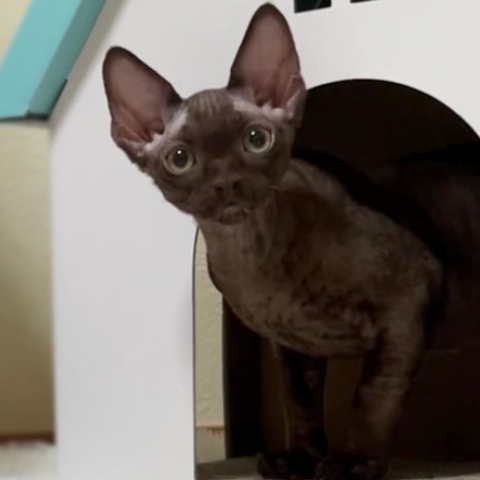 デボンレックス