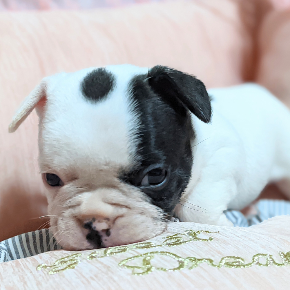 フレンチ・ブルドッグ