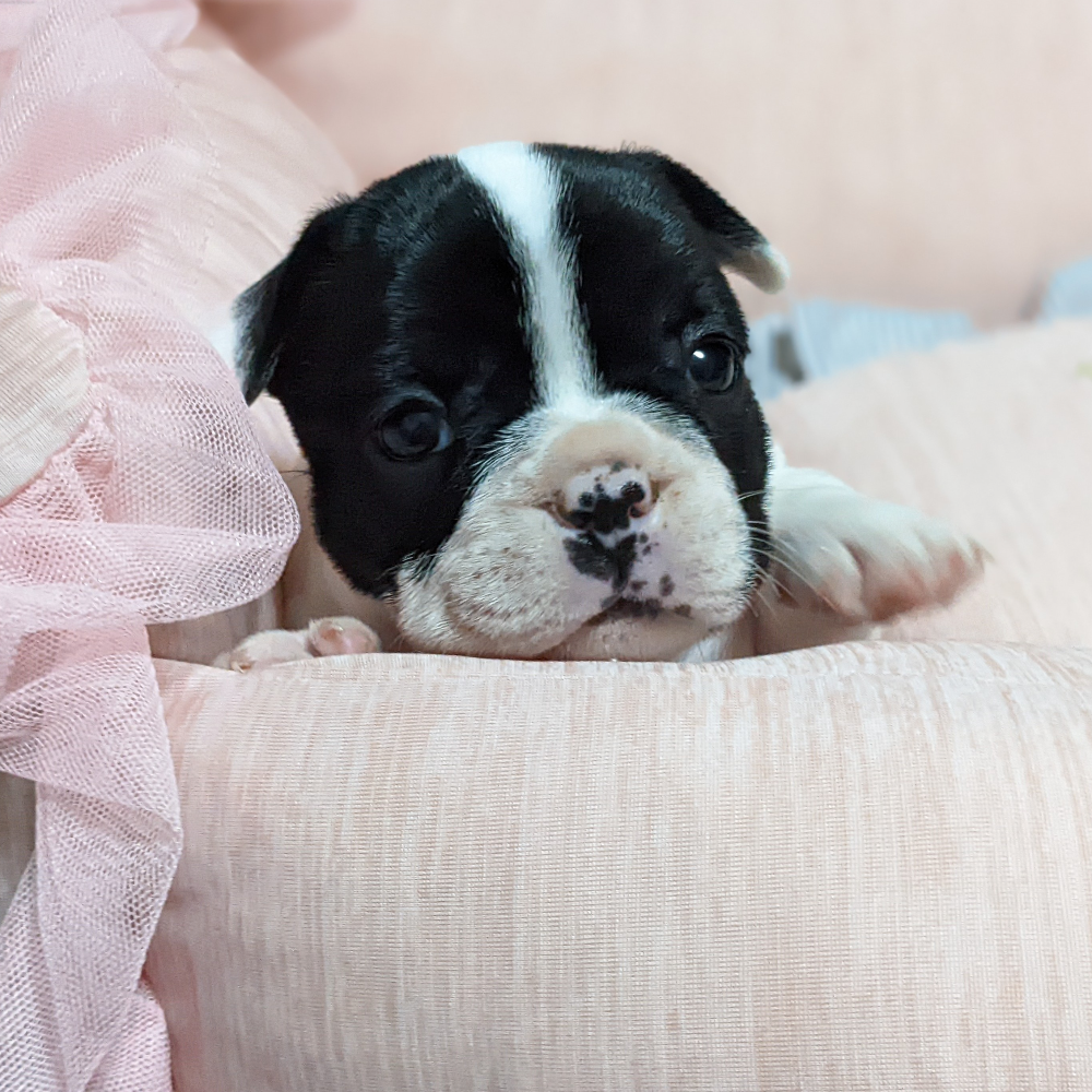 フレンチ・ブルドッグ