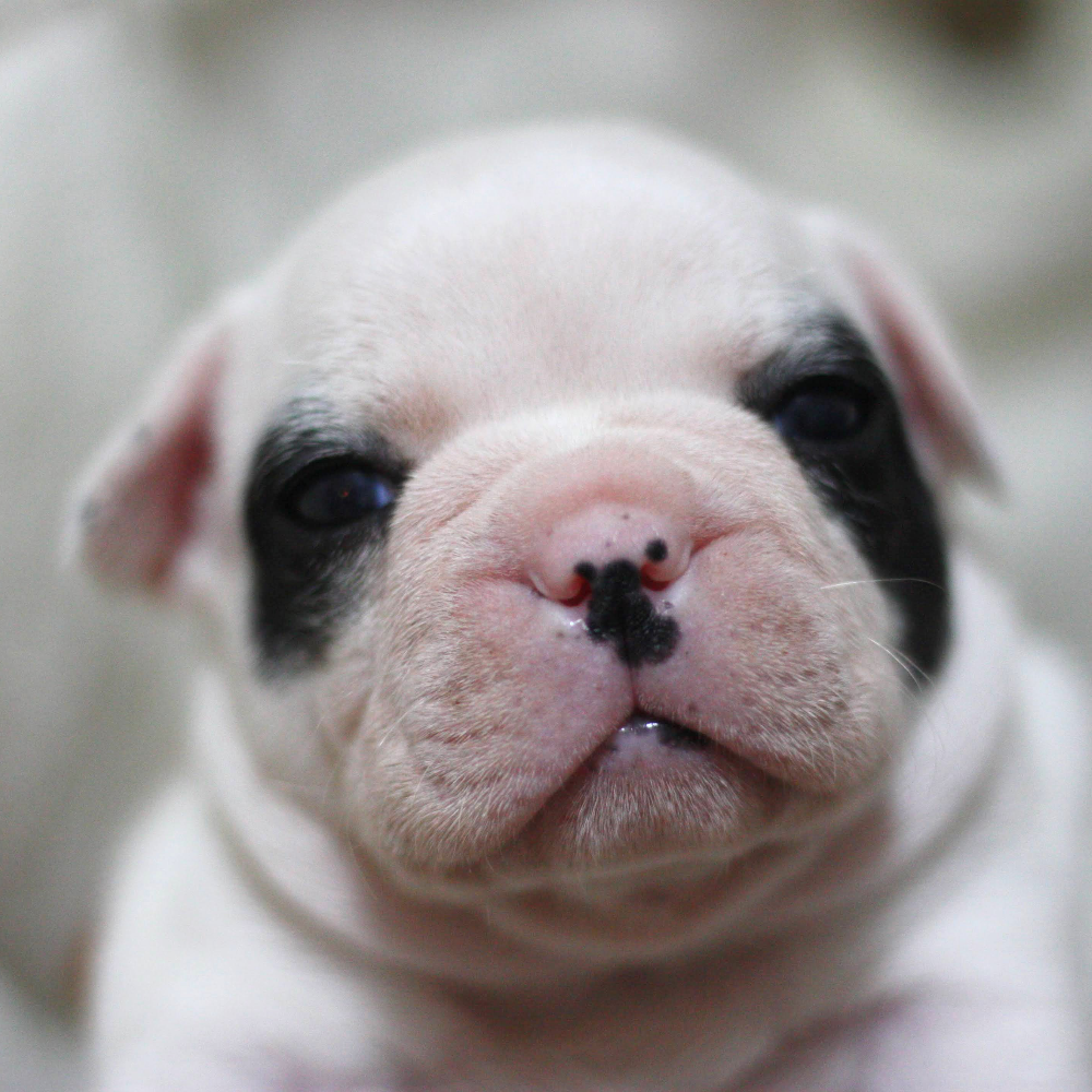 フレンチ・ブルドッグ