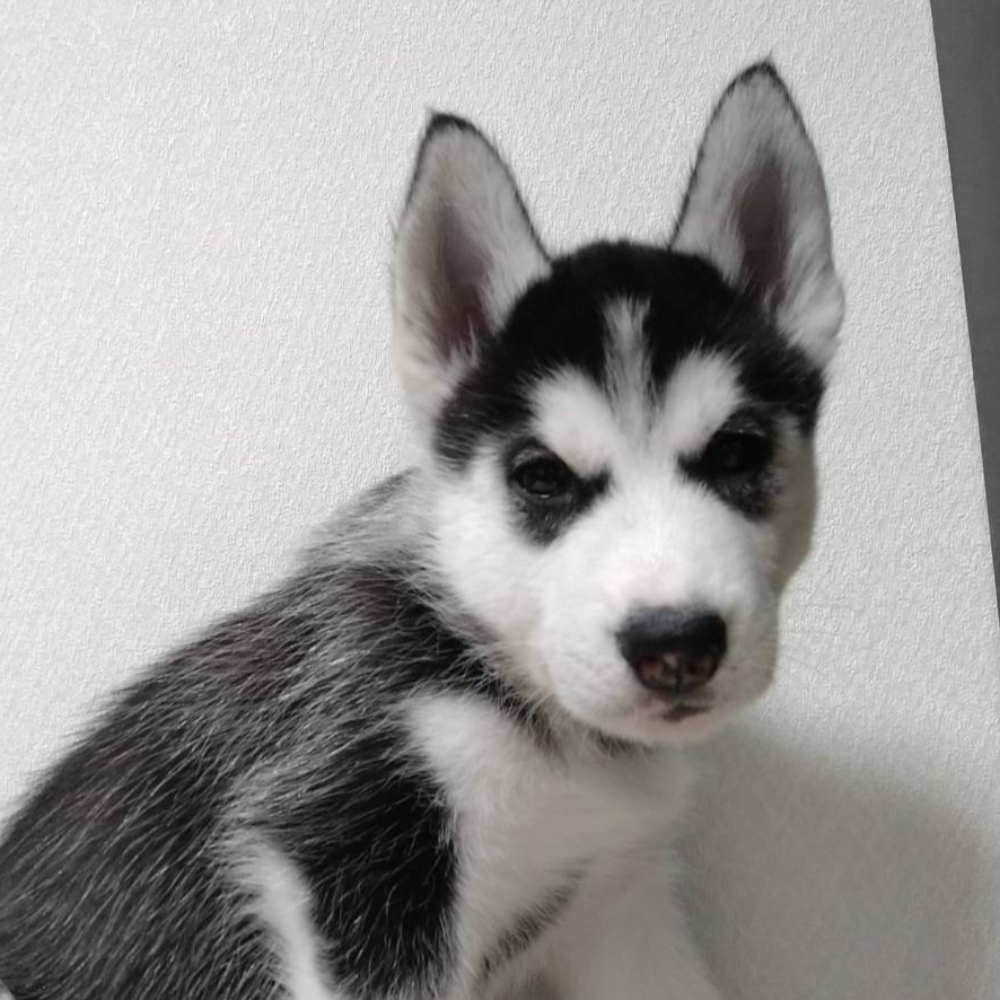 シベリアン・ハスキー