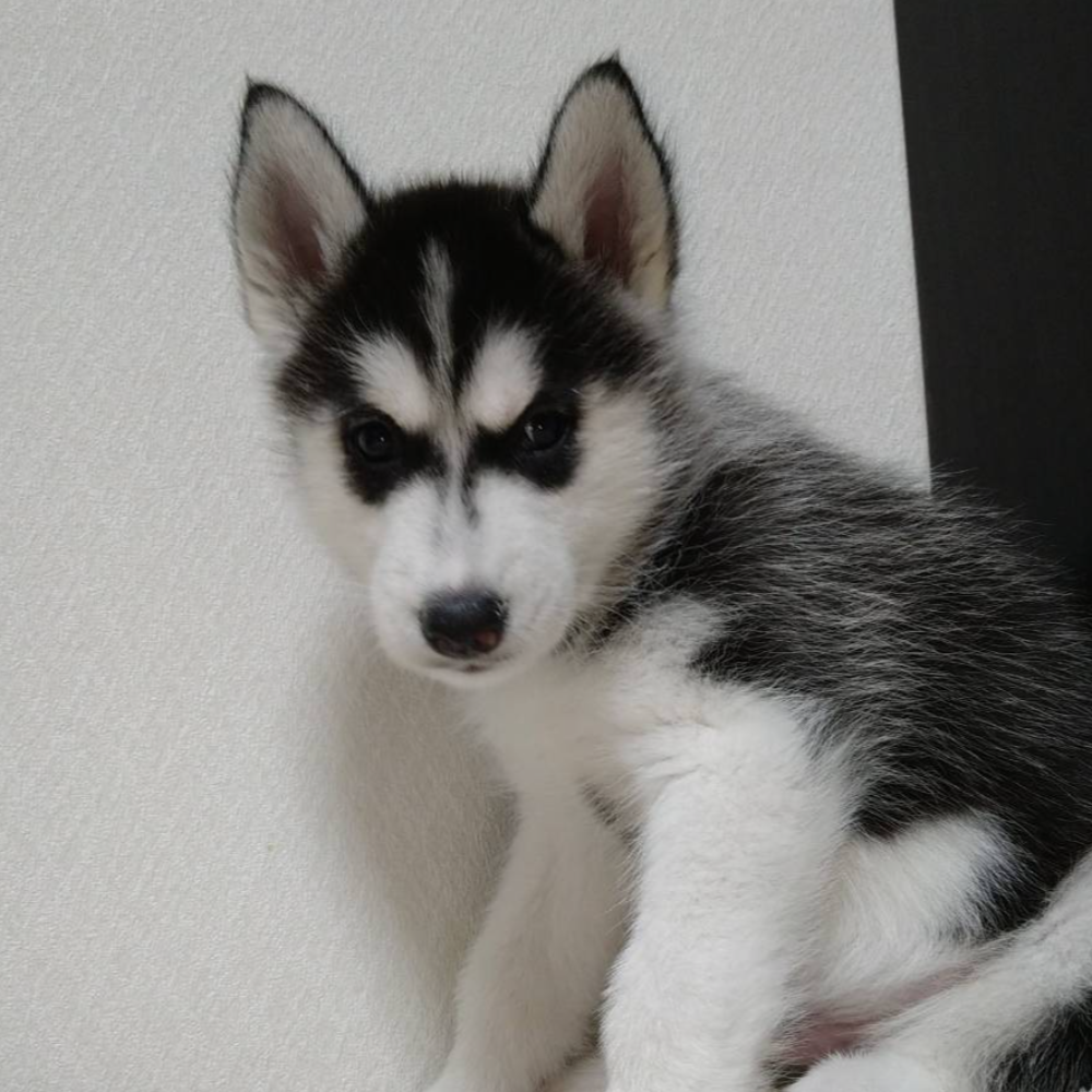 シベリアン・ハスキー