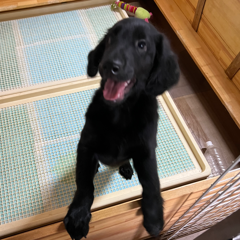 フラットコーテッド・レトリーバー